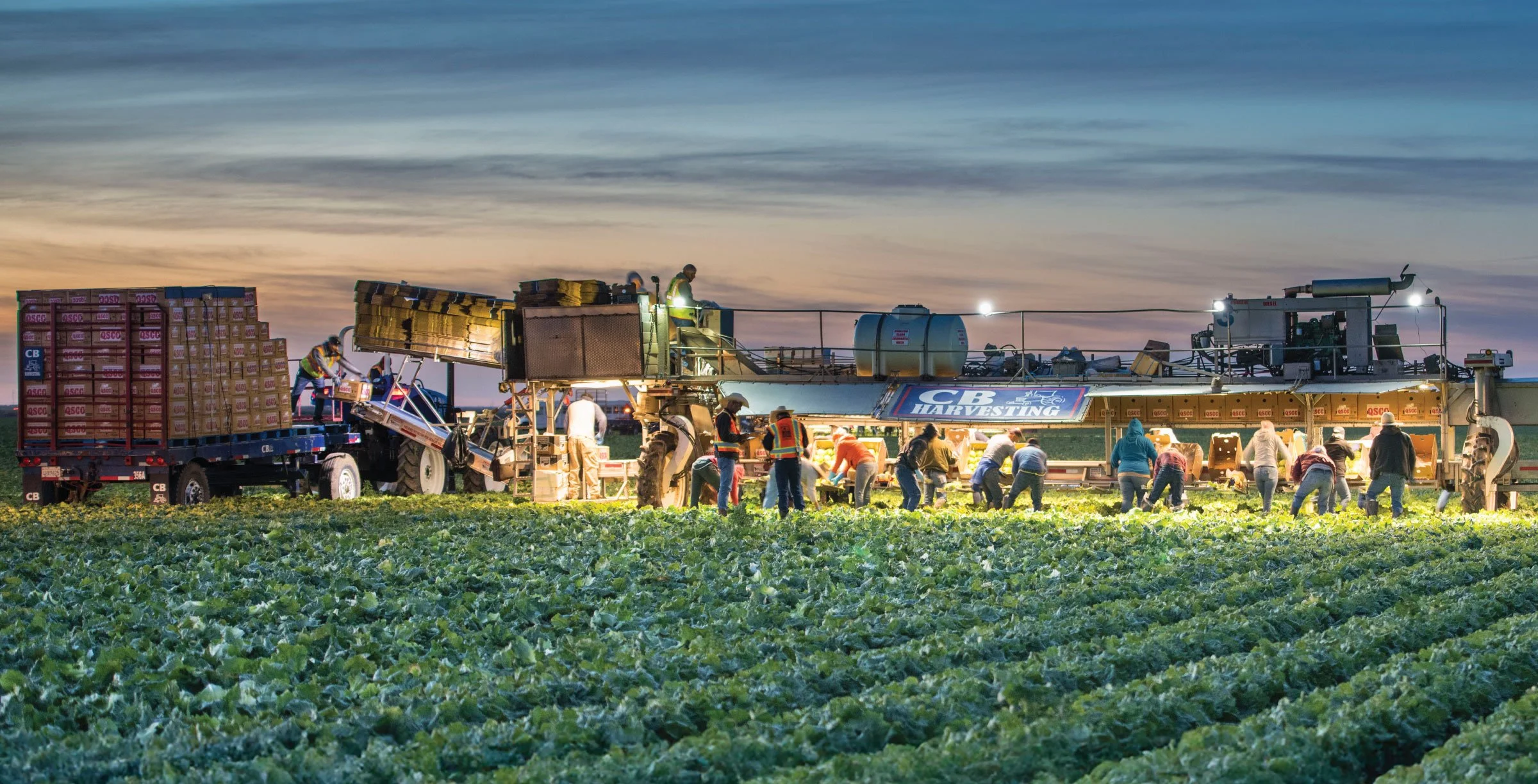 Church Brothers workers harvest crops in a large field at dusk, using machinery and loading produce onto a truck under artificial lighting.