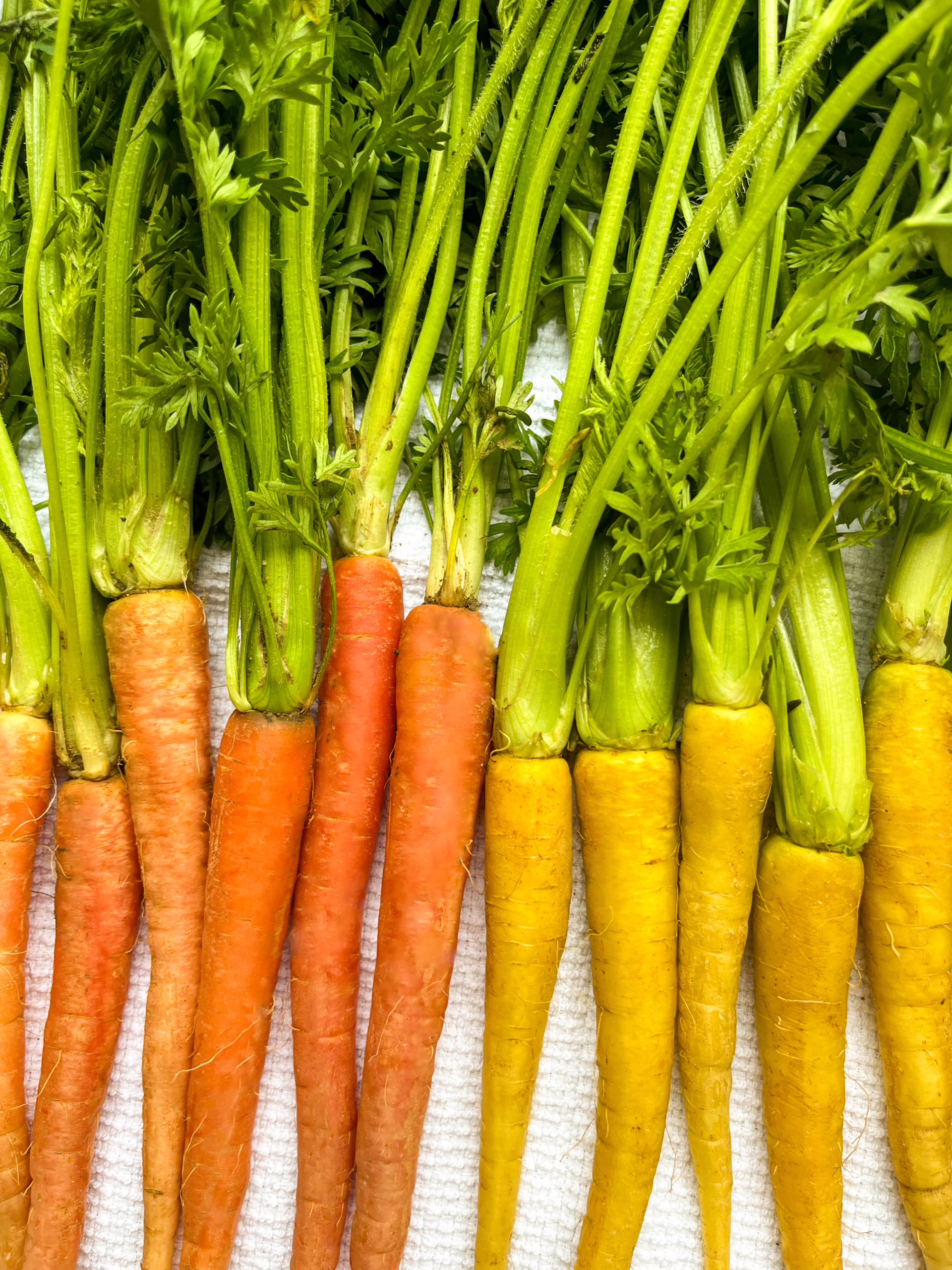 Carrots 4 scaled jpg