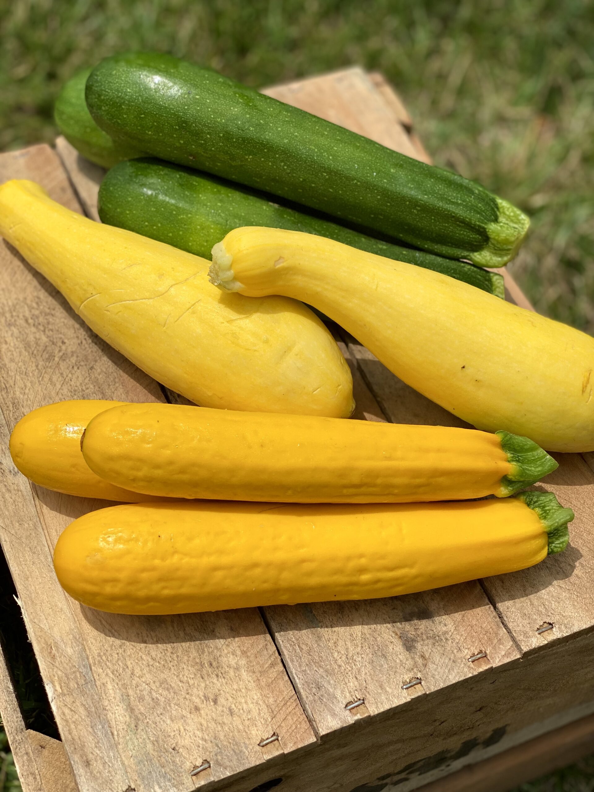 Summer Squash Types