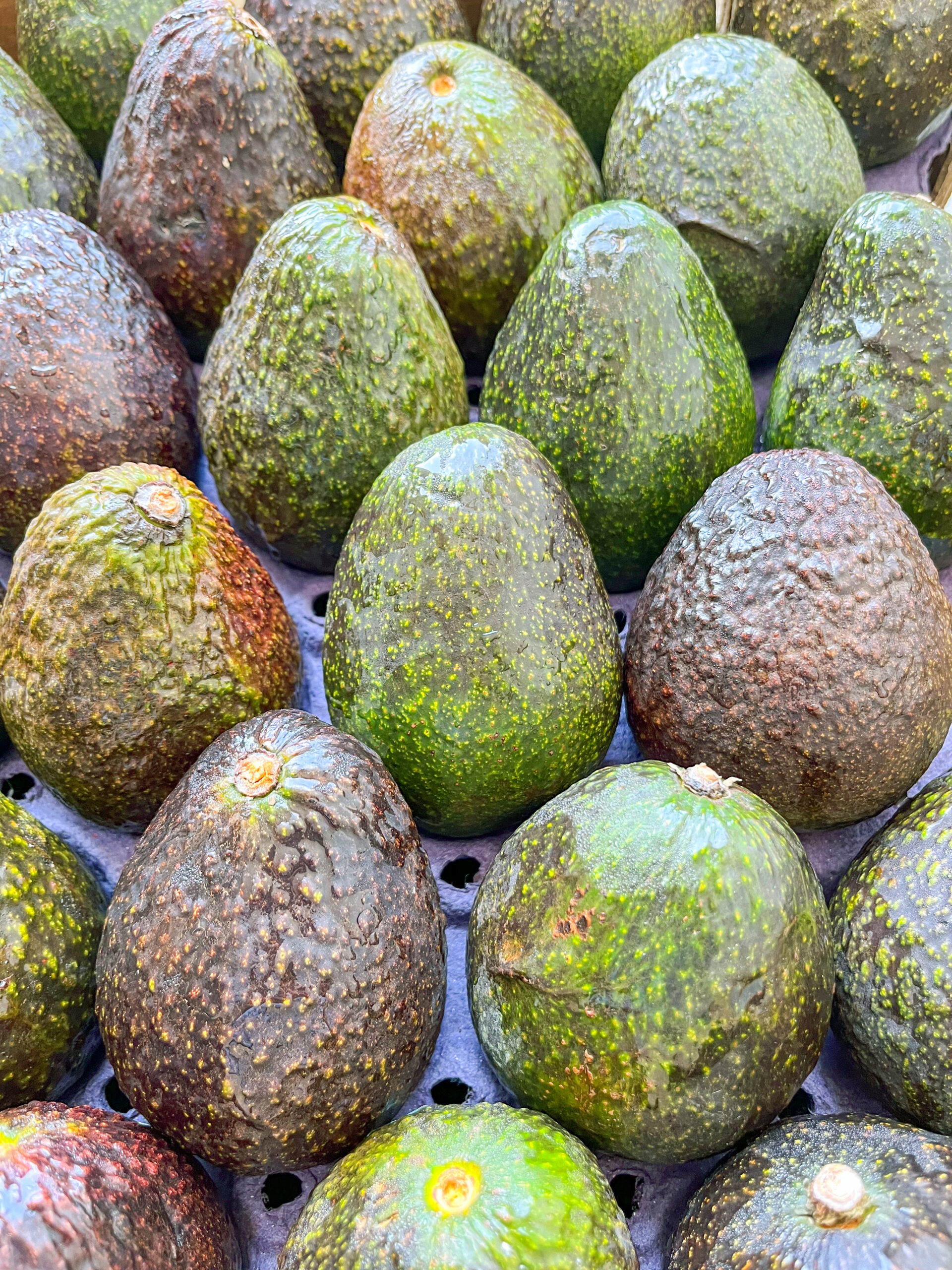 hass avocados, avocado ripening stages, what does a ripe avocado look like