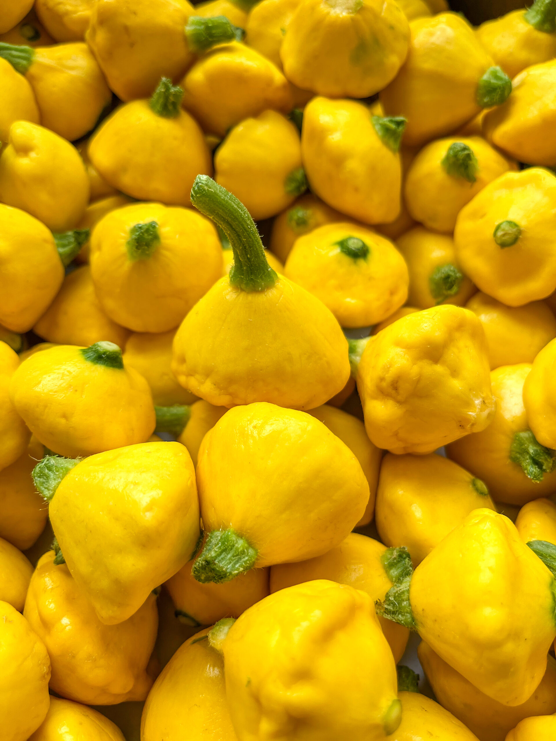 Summer Squash Types: Baby Sunburst Squash