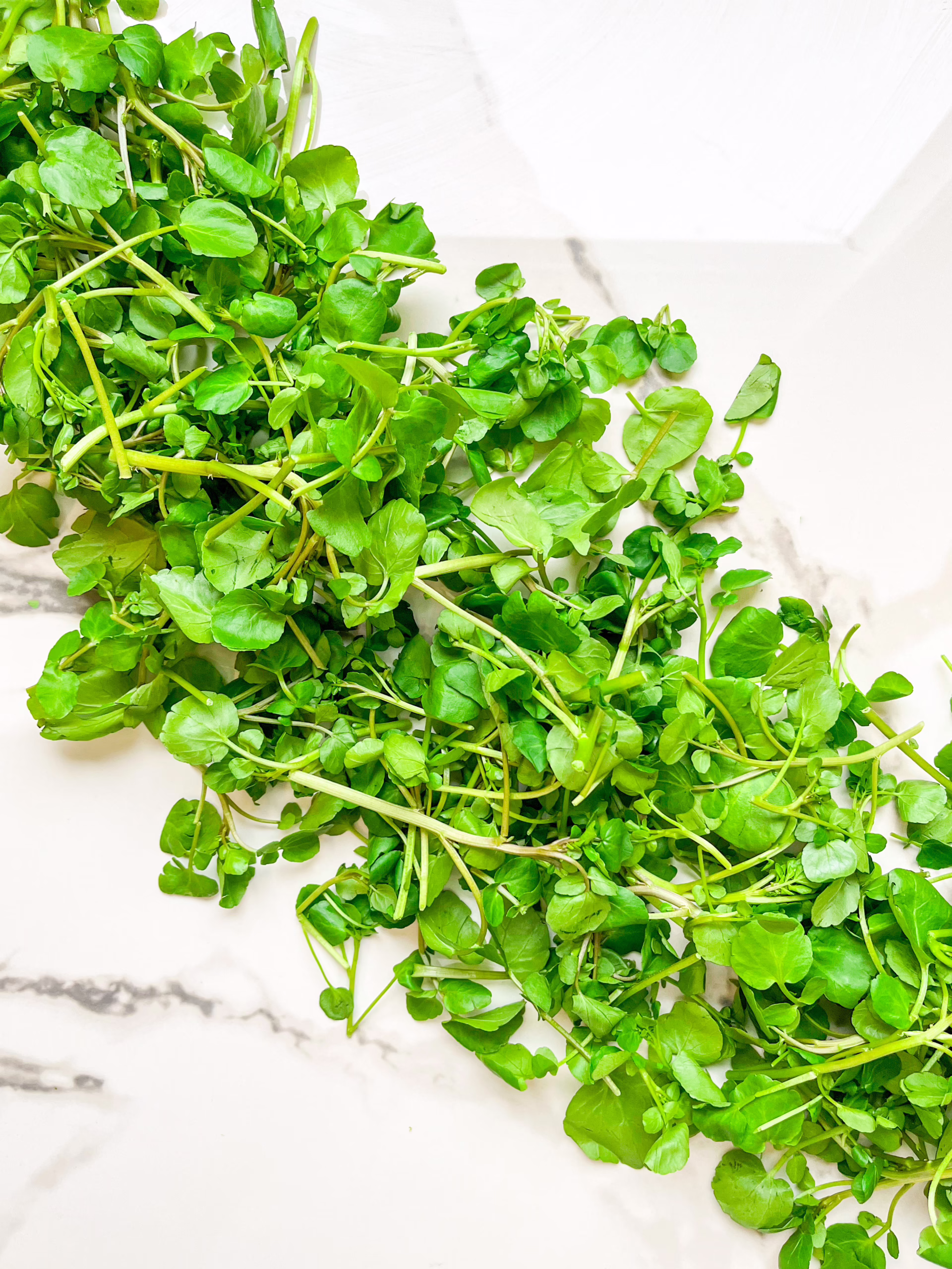 bw 2026 watercress scaled jpg