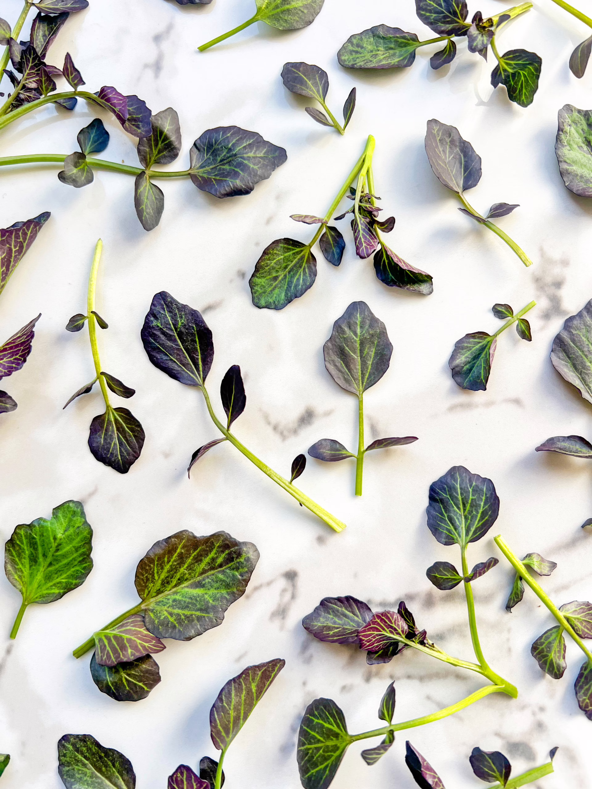 B&W Red Watercress