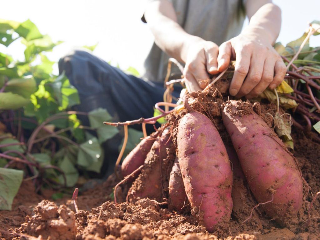 local sweet potatoes