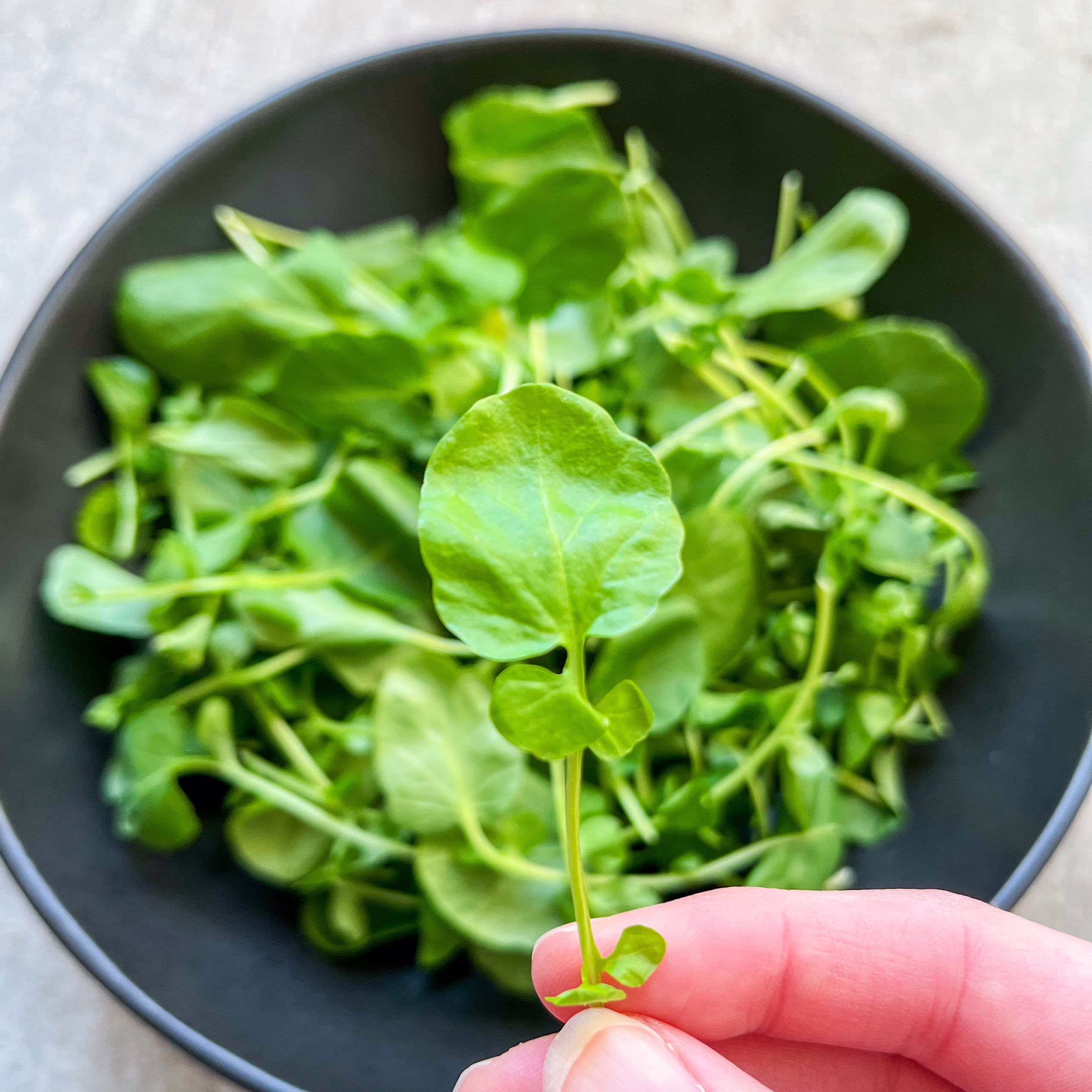 B&W Watercress. A hand holds a single sprig of fresh watercress over a black bowl filled with more watercress leaves.