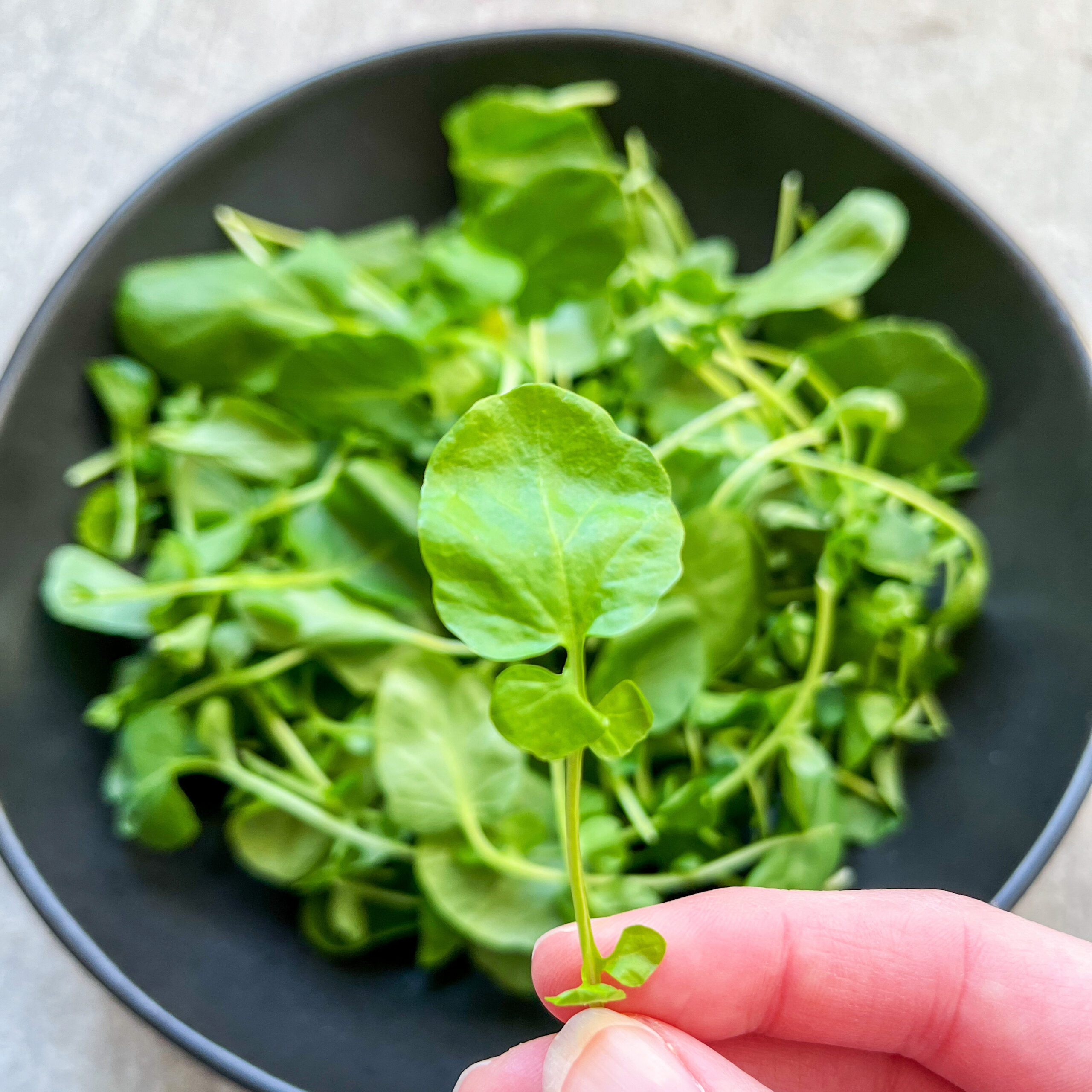 B&W Quality Growers: Excellence in Leafy Greens A hand holds a single sprig of fresh watercress over a black bowl filled with more watercress leaves.